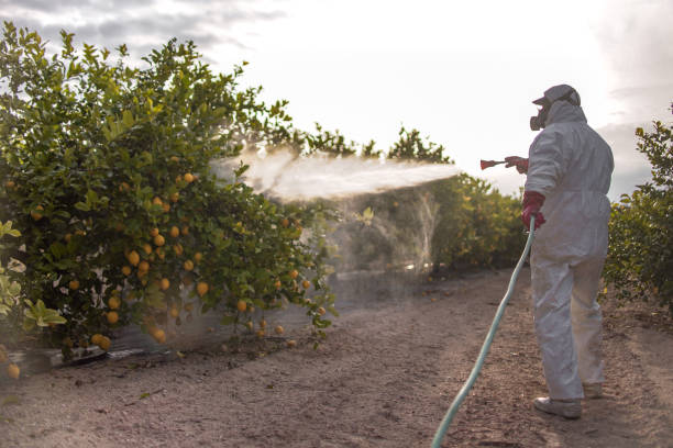Best Wasp Removal Services  in Center Hill, FL